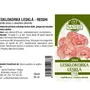 Naděje - Lesklokorka lesklá - tinktura z byliny T58 50 ml
