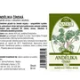 Naděje - Andělika čínská - tinktura z byliny T60 50 ml